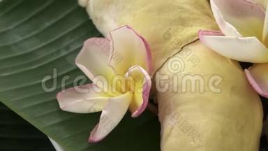 新鲜的生的、异国情调的泰国热带水果榴莲榴莲在香蕉叶上旋转
